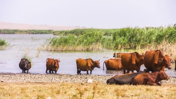 Gruppe von Kühen rastet in der Nähe von Teich — Stockvideo