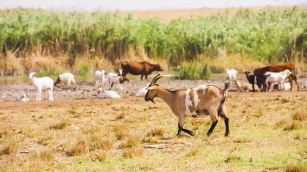 Chèvre marche le long de la prairie — Video