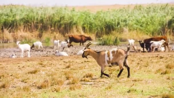 Goat is walking along the meadow — Stockvideo