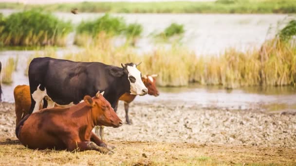 Cows at the pond — Stock Video