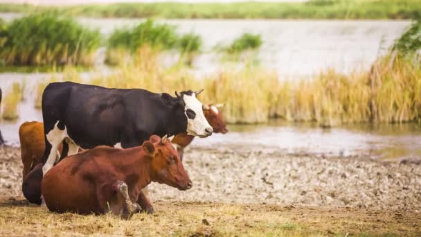 Cows at the pond — Stock Video