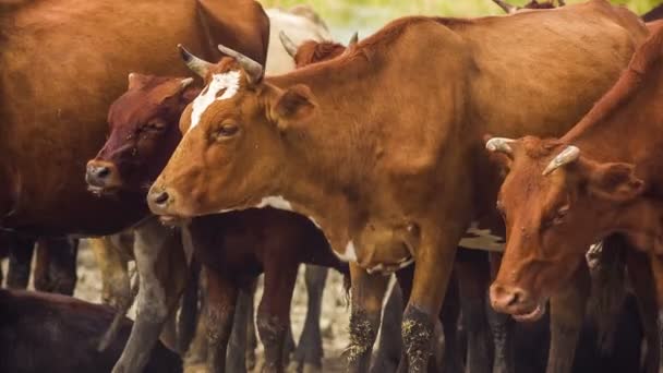 Chewing cows — Αρχείο Βίντεο