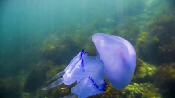 Jellyfish swimming in water — Stock Video