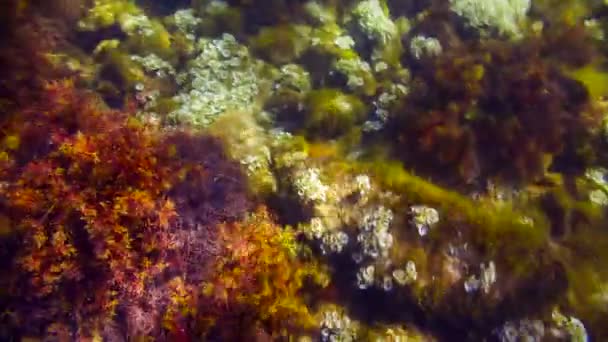 Seabed of the Black sea — стокове відео