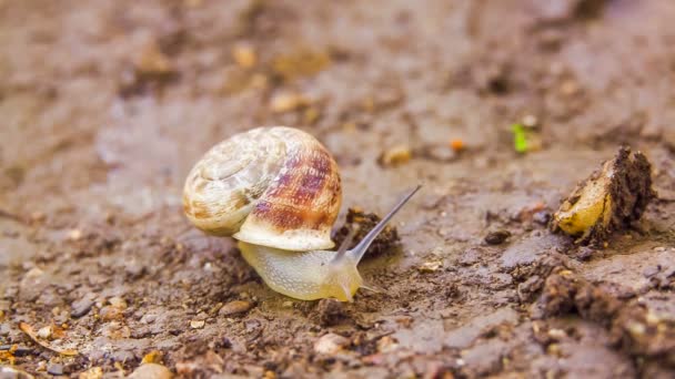 Caracol se arrastra por el suelo — Vídeos de Stock