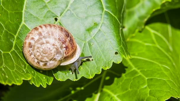 Tuin slak op een groen blad — Stockvideo