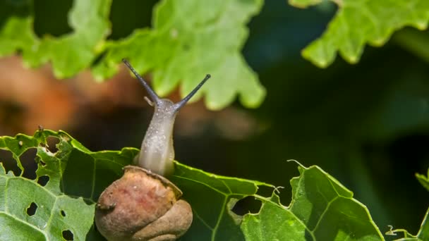 Leaf with snail is bending — Wideo stockowe