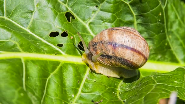 Snail is moving on leaf — Stock Video