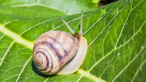 Snail is moving on a green foliage — 图库视频影像