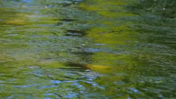 Agua del río que fluye lentamente — Vídeo de stock