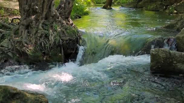 Río que fluye en el bosque — Vídeo de stock