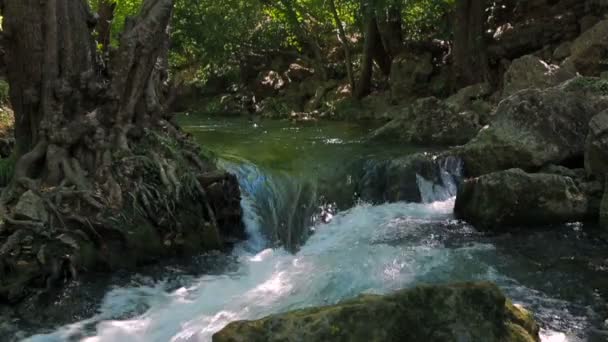 Речной поток в зеленом лесу — стоковое видео
