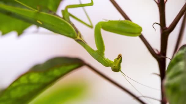 Fecha a porta. Mantis em uma folha balançando — Vídeo de Stock