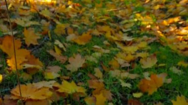 Yaprak Döken Ağaç Ormanında Erken Sonbahar