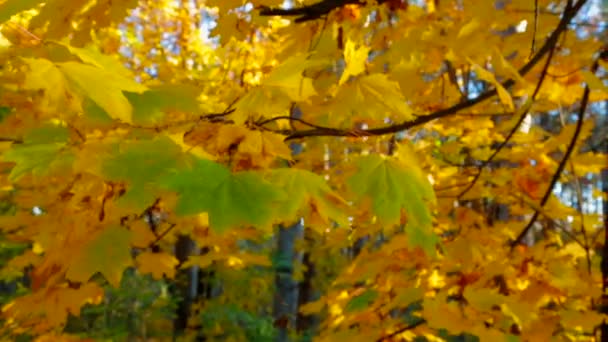 Hojas de árboles multicolores en el bosque de otoño — Vídeos de Stock