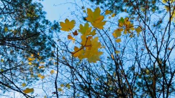 Green Trees Branches In Autumn Forest — Stock Video