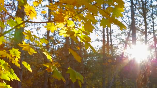 Podzimní stromy ve žlutých listech — Stock video