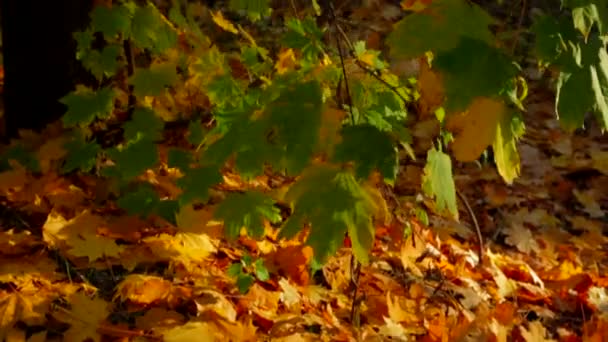 Χρωματιστά φθινοπωρινά δέντρα — Αρχείο Βίντεο