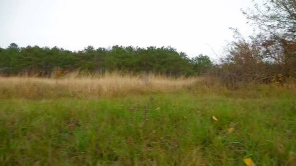 Sentier pédestre en automne Paysage 