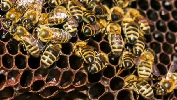 Bees Eating Honey In Honeycomb. — 图库视频影像