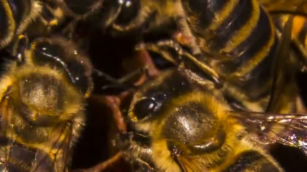 Abejas comiendo miel en panal — Vídeo de stock