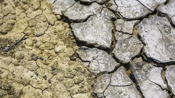 Tierra seca agrietada . — Vídeo de stock