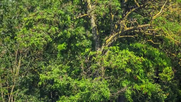 Bandada de aves en un árbol verde — Vídeos de Stock