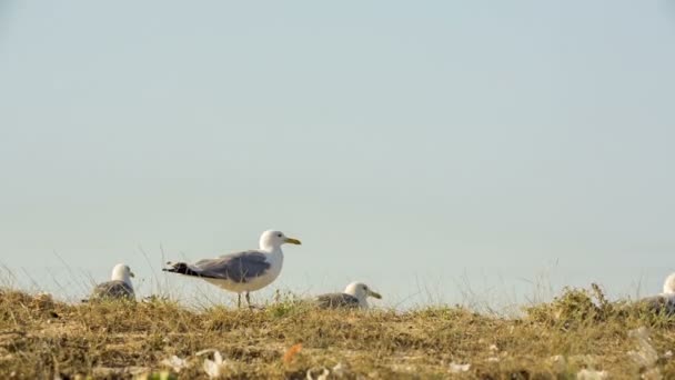 Flock måsar gå på marken — Stockvideo