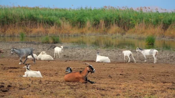 Troupeau de chèvres repose à la nature 