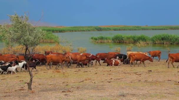 Geiten en koeien lopen in de buurt van het meer — Stockvideo