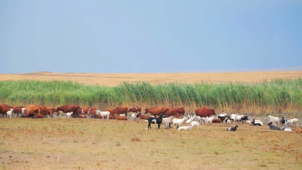 Стадо коз и коров, пасущихся на природе — стоковое видео