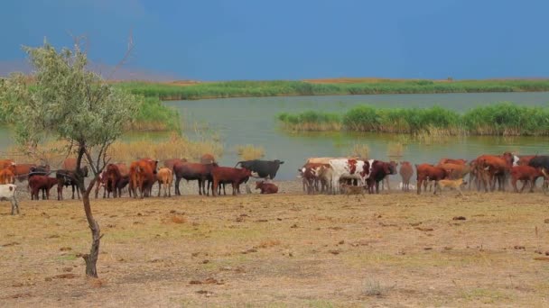 Grupo de cabras e vacas perto do lago — Vídeo de Stock