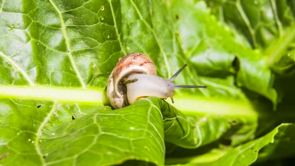 Gartenschnecke kriecht das grüne Blatt hinunter — Stockvideo