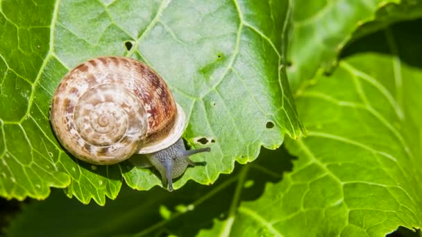 Timelapse: slak eten groen blad — Stockvideo