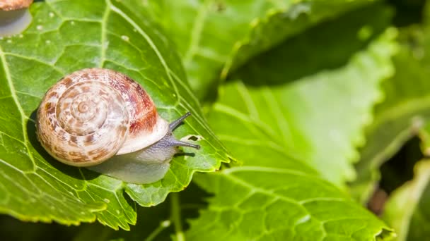 One Snail on a Green Leaf — Stock Video