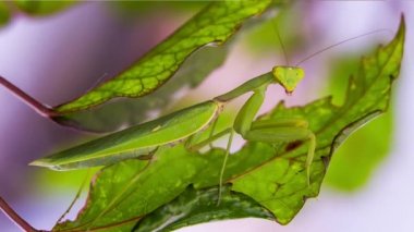 Mantis on the hunt is disguised as a leaf.