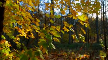 Ormanda sonbaharın başlarında. Parlak Renkler