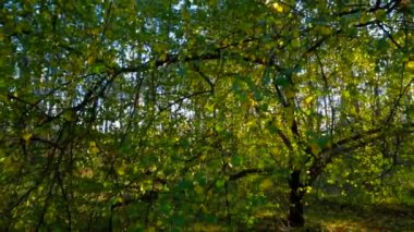 Güneş ışığında Erken Sonbahar Ormanı.