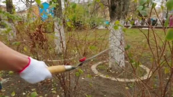 Man snijden struiken in de tuin — Stockvideo