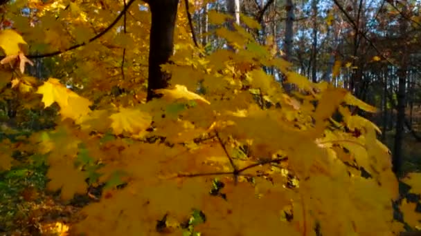 Světlé barvy v podzimní lesní opadavé větvi — Stock video