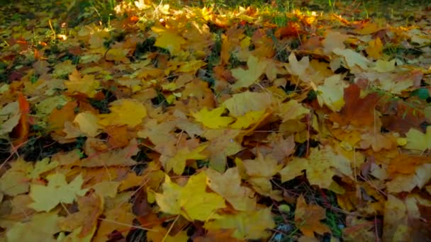 Forêt ensoleillée au début de l'automne — Video