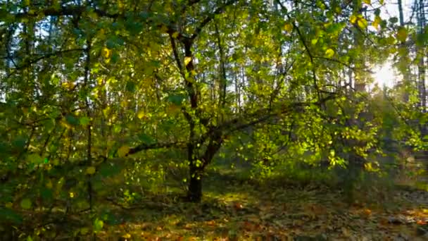 Bosque otoñal a la luz del sol . — Vídeo de stock