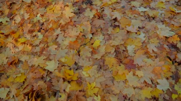 Gele bladeren op de grond in forest. — Stockvideo