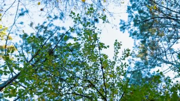 Árboles verdes en el bosque de otoño — Vídeos de Stock