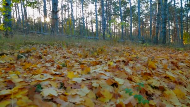 Hermoso bosque a principios de otoño — Vídeo de stock