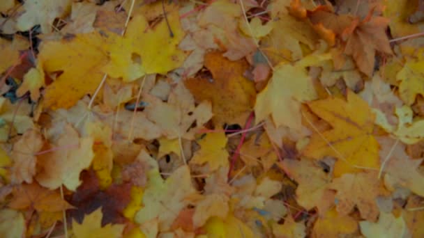 Feuilles jaunes au sol en forêt — Video