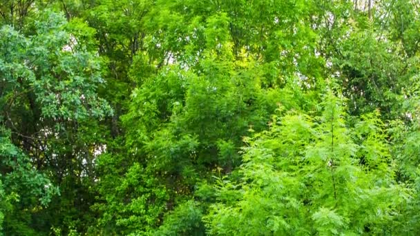 กองขยะบนหญ้าสีเขียวในป่า — วีดีโอสต็อก