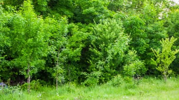 Montón de basura sobre hierba en el bosque verde — Vídeos de Stock