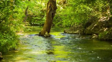 Sakin Nehir Yeşil Ormanda Huzur içinde Akıyor