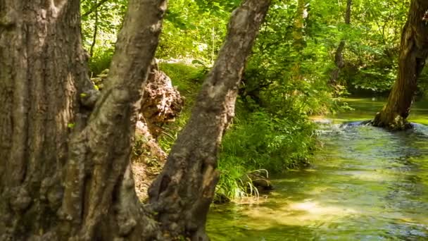 Ruhiger Fluss fließt in schönen malerischen grünen Wald — Stockvideo